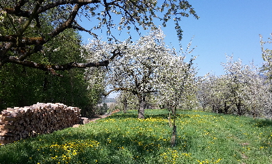 Kirschbaumblüte im Eggenertal